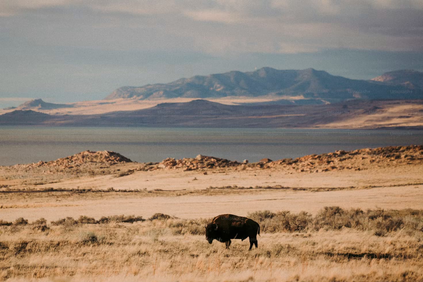 Buffalo on the Canadian Prairies